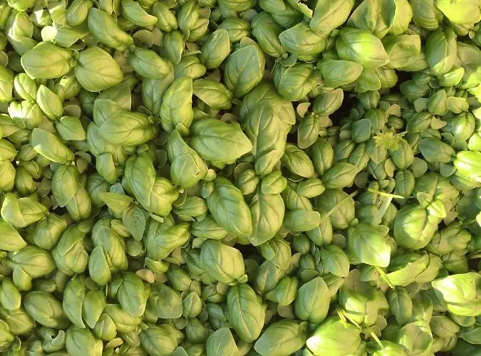 Pensjonat Gli Amici Di Carla 3*